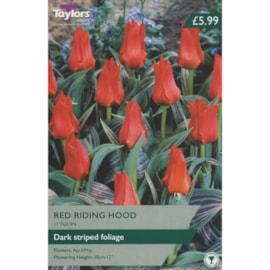 Taylors Red Riding Hood Tulips 25s (AV312)