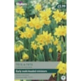 Taylors Tete/tete Narcissi 40s Taylors Tete/tete Narcissi 40s