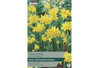 Taylors Tete/tete Narcissi 40s Taylors Tete/tete Narcissi 40s