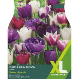 Taylors Tulip Purple Rain Fusion 25s (XL391)