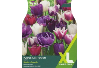 Taylors Tulip Purple Rain Fusion 25s Taylors Tulip Purple Rain Fusion 25s
