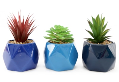 Sifcon Willow Succulent In Pot Asst Sifcon Willow Succulent In Pot Asst