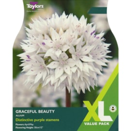 Taylors Allium Graceful Beauty x 18 (XL0083)