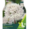 Taylors Allium Graceful Beauty x 18
