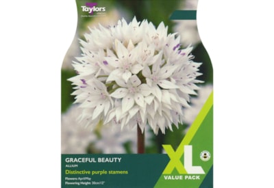 Taylors Allium Graceful Beauty x 18