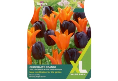 Taylors Tulip Choc Orange Comb 20s Taylors Tulip Choc Orange Comb 20s