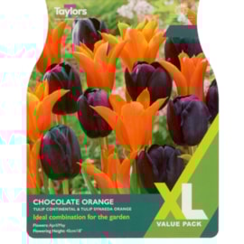Taylors Tulip Choc Orange Comb 20s