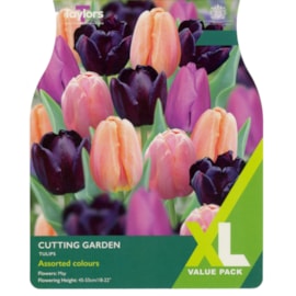 Taylors Tulip Cutting Garden 25s Taylors Tulip Cutting Garden 25s