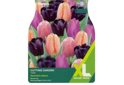Taylors Tulip Cutting Garden 25s Taylors Tulip Cutting Garden 25s