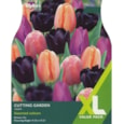 Taylors Tulip Cutting Garden 25s (XL117)