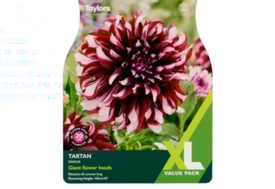 Taylors Dahlia Tartan Taylors Dahlia Tartan