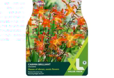 Taylors Crocosmia Carmine Brilliant Taylors Crocosmia Carmine Brilliant