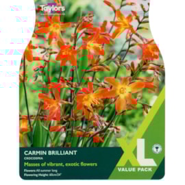 Taylors Crocosmia Carmine Brilliant