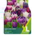 Taylors Tulip Purple Rain Fusion 25s Taylors Tulip Purple Rain Fusion 25s