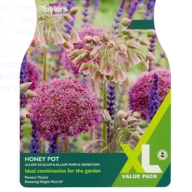 Taylors Allium Honeypot 15's Taylors Allium Honeypot 15's