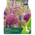 Taylors Allium Honeypot 15's Taylors Allium Honeypot 15's