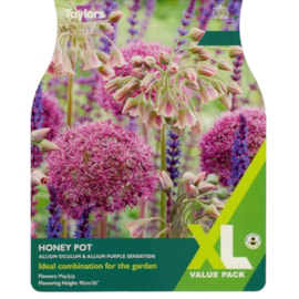 Taylors Allium Honeypot 15's Taylors Allium Honeypot 15's