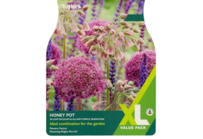 Taylors Allium Honeypot 15's Taylors Allium Honeypot 15's