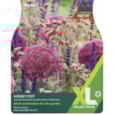 Taylors Allium Honeypot 15's Taylors Allium Honeypot 15's