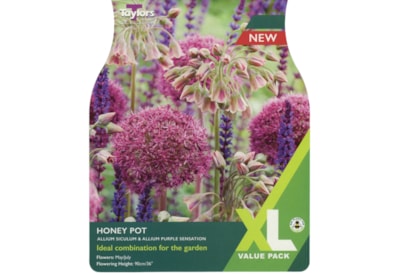 Taylors Allium Honeypot 15's Taylors Allium Honeypot 15's