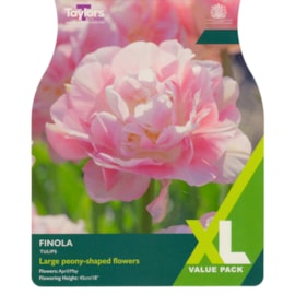 Taylors Tulip Finola 15's