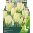 Taylors Tulip Purissima 20s (XL430)