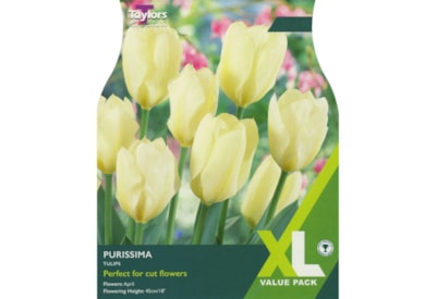 Taylors Tulip Purissima 20s (XL430)