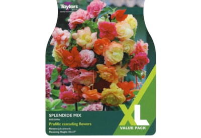Taylors Begonia Splendide Mixed Taylors Begonia Splendide Mixed