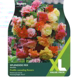 Taylors Begonia Splendide Mixed