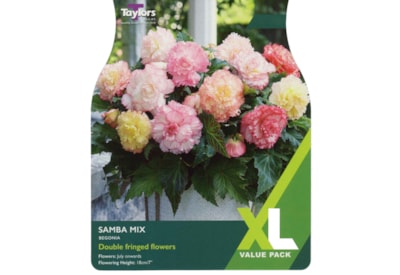 Taylors Begonia Samba Mixed Taylors Begonia Samba Mixed