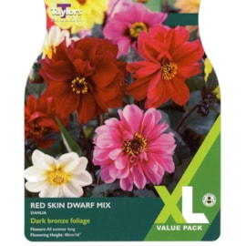 Taylors Dahlia Red Skin Dwarf 5's Taylors Dahlia Red Skin Dwarf 5's