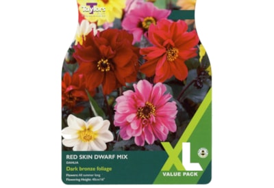 Taylors Dahlia Red Skin Dwarf 5's Taylors Dahlia Red Skin Dwarf 5's
