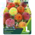 Taylors Dahlia Pompom & Ball Mix Taylors Dahlia Pompom & Ball Mix