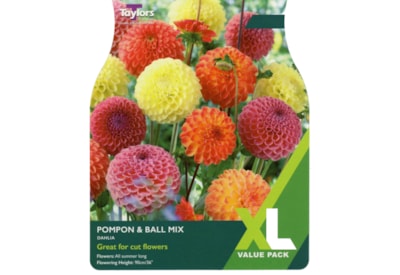 Taylors Dahlia Pompom & Ball Mix