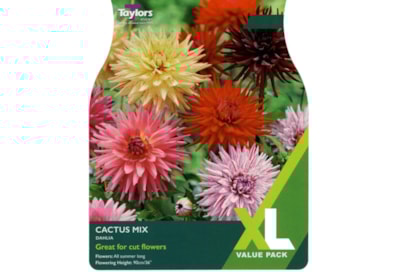 Taylors Dahlia Cactus Mixed Taylors Dahlia Cactus Mixed