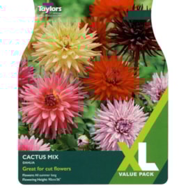 Taylors Dahlia Cactus Mixed