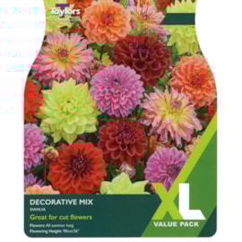 Taylors Dahlia Decorative Mixed Taylors Dahlia Decorative Mixed