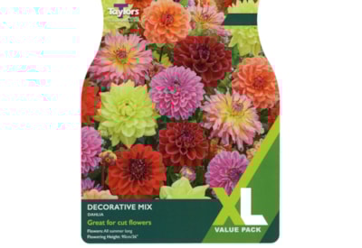 Taylors Dahlia Decorative Mixed Taylors Dahlia Decorative Mixed