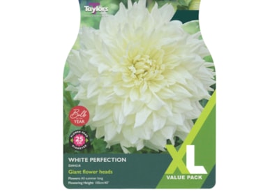 Taylors Dahlia White Perfection 2's Taylors Dahlia White Perfection 2's