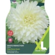 Taylors Dahlia White Perfection 2's Taylors Dahlia White Perfection 2's