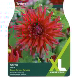 Taylors Dahlia Orfeo