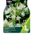 Taylors Agapanthus White Taylors Agapanthus White
