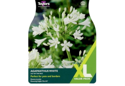 Taylors Agapanthus White Taylors Agapanthus White