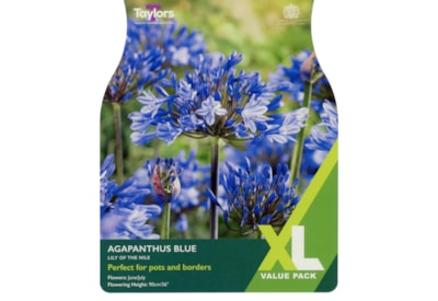 Taylors Agapanthus Blue Taylors Agapanthus Blue
