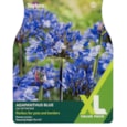 Taylors Agapanthus Blue