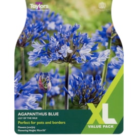 Taylors Agapanthus Blue