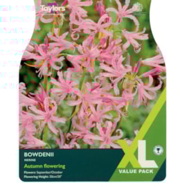 Taylors Nerine Bowdenii Taylors Nerine Bowdenii