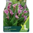 Taylors Zantedeschia Grape Velvet 2pk Taylors Zantedeschia Grape Velvet 2pk