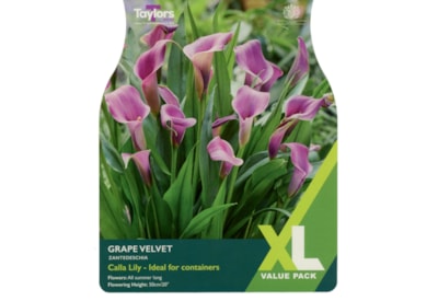Taylors Zantedeschia Grape Velvet 2pk Taylors Zantedeschia Grape Velvet 2pk