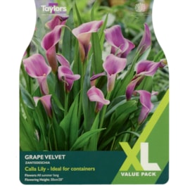 Taylors Zantedeschia Grape Velvet 2pk